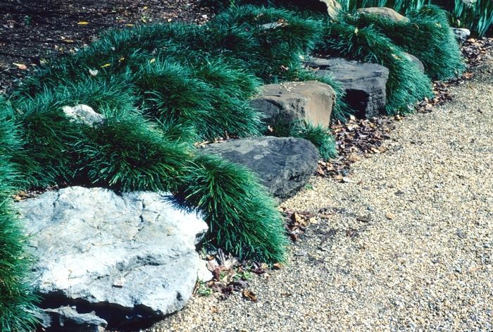 Dwarf Mondo Grass - Ophiopogon japonicus 'Nana' from Wilson Farms Inc