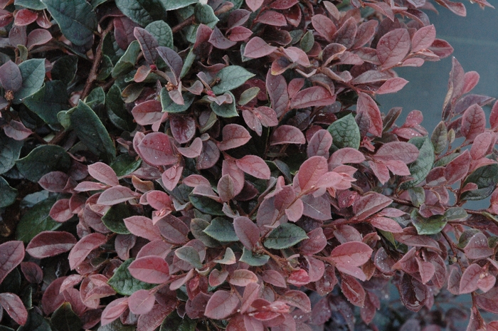 Plum Delight Loropetalum - Loropetalum chinense 'Plum Delight' from Wilson Farms Inc
