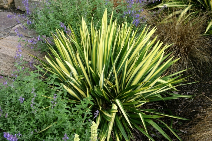 Color Guard Yucca - Yucca filamentosa 'Color Guard' from Wilson Farms Inc