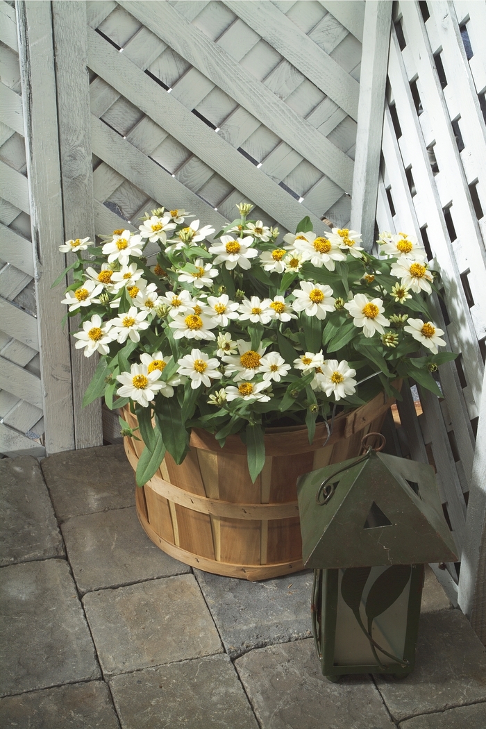 Profusion White Zinnia - Zinnia from Wilson Farms Inc