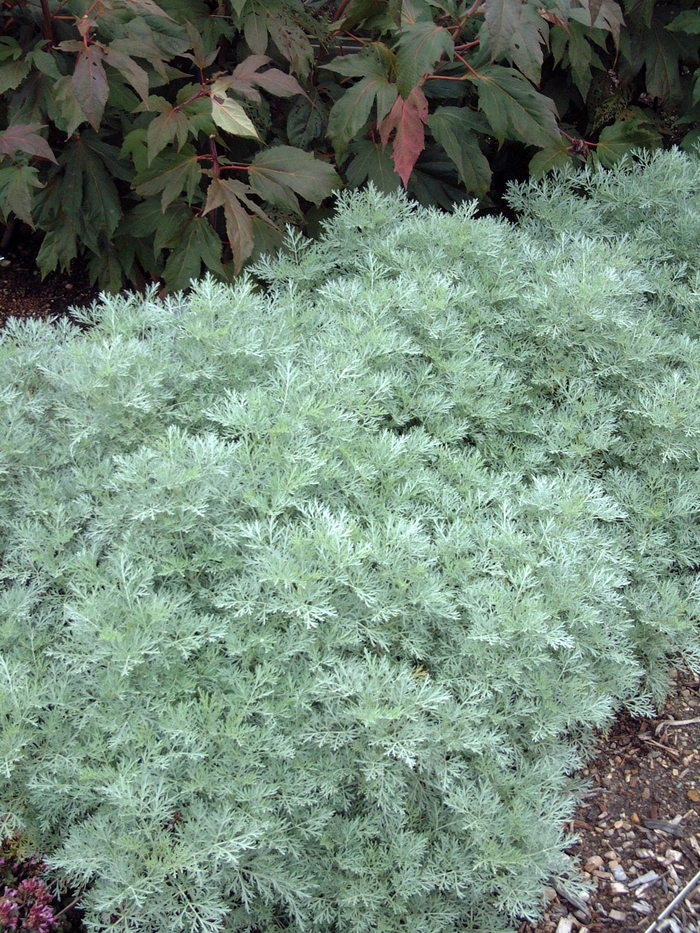'Powis Castle' Wormwood - Artemisia from Wilson Farms Inc