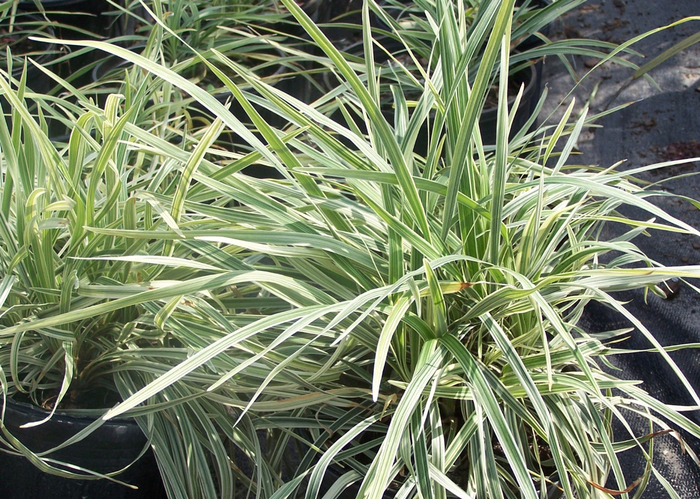 Liriope Giant - Liriope from Wilson Farms Inc