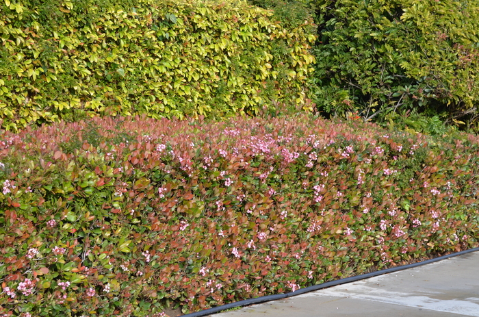 Edward Goucher Abelia - Abelia x grandiflora 'Edward Goucher' from Wilson Farms Inc