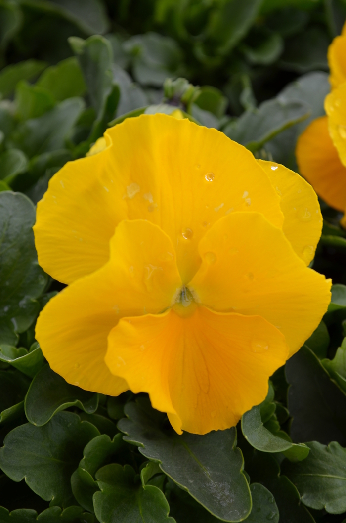 Yellow Matrix Pansy - Viola x wittrockiana (Pansy) from Wilson Farms Inc