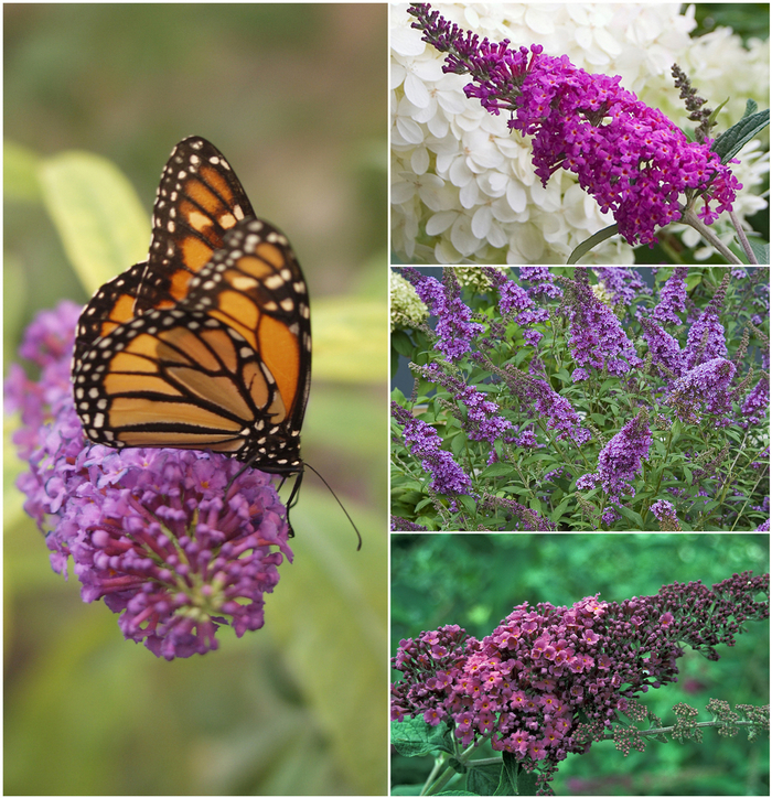 Assorted, Butterfly Bush - Buddleia from Wilson Farms Inc