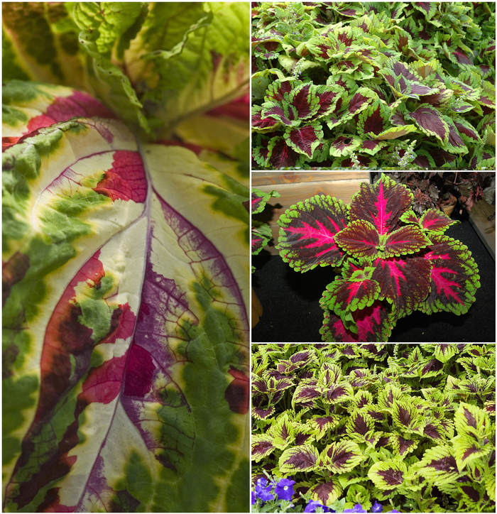 Kong&reg; Series - coleus scutellarioides from Wilson Farms Inc