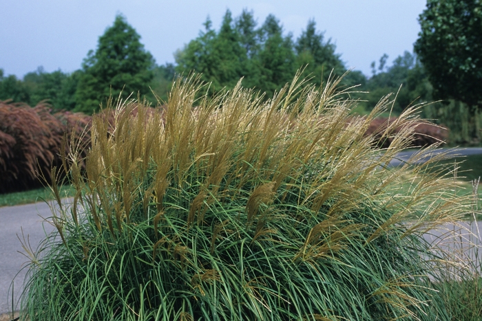 'Adagio' Dwarf Japanese - Miscanthus sinensis from Wilson Farms Inc