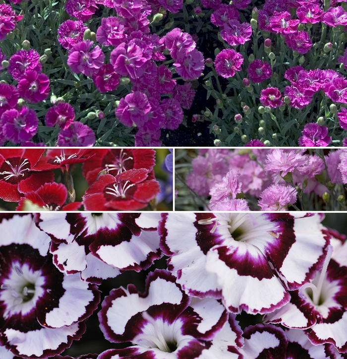 Dianthus- PINKS - Multiple Varieties from Wilson Farms Inc