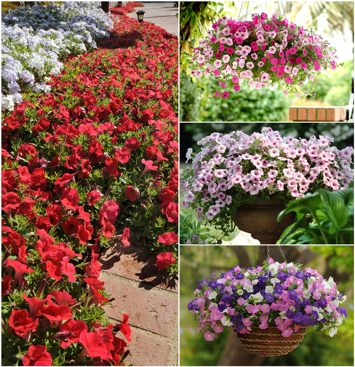 Petunia - Shock Wave&trade; Series from Wilson Farms Inc
