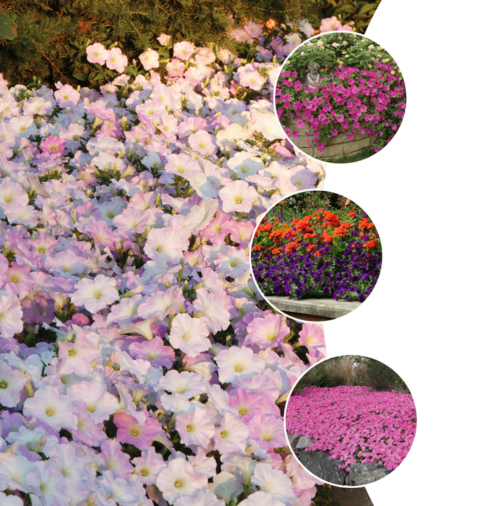 Petunia - Wave&trade; Series from Wilson Farms Inc