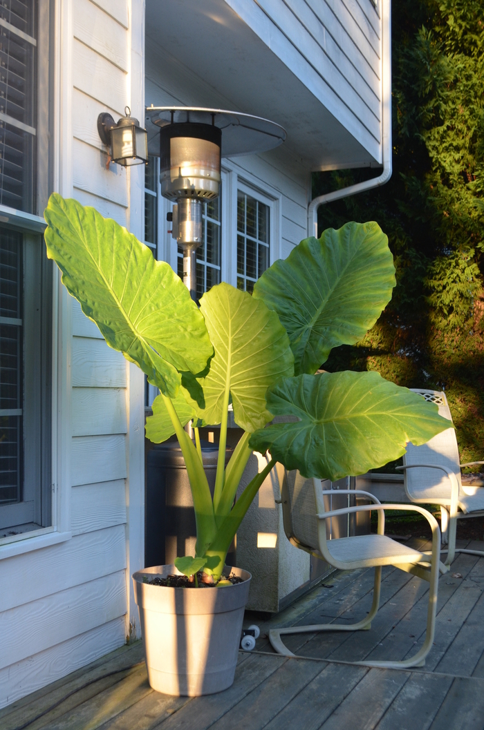 'Odora' Elephant's Ear Green - Alocasia macrorrhiza from Wilson Farms Inc