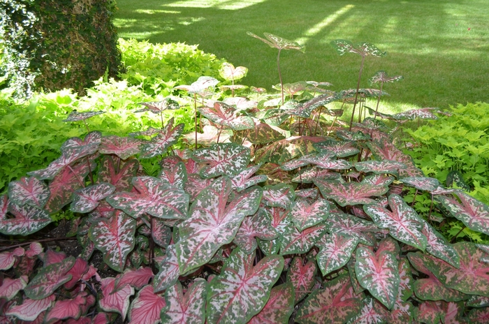 Caladium - Caladium hortulanum 'Carolyn Wharton' from Wilson Farms Inc