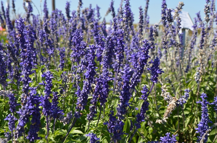Sallyfun Salvia - Salvia farinacea from Wilson Farms Inc
