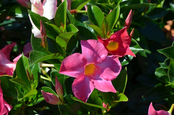 Dipladenia - Dipladenia Pink, Red or White from Wilson Farms Inc