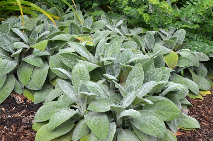 Lambs' Ears - Stachys byzantina 'Helene von Stein' from Wilson Farms Inc