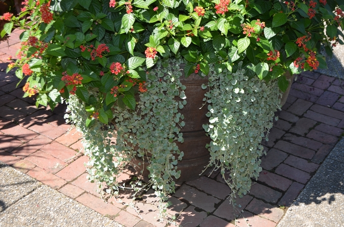 'Silver Falls&trade;' - Dichondra argentea from Wilson Farms Inc