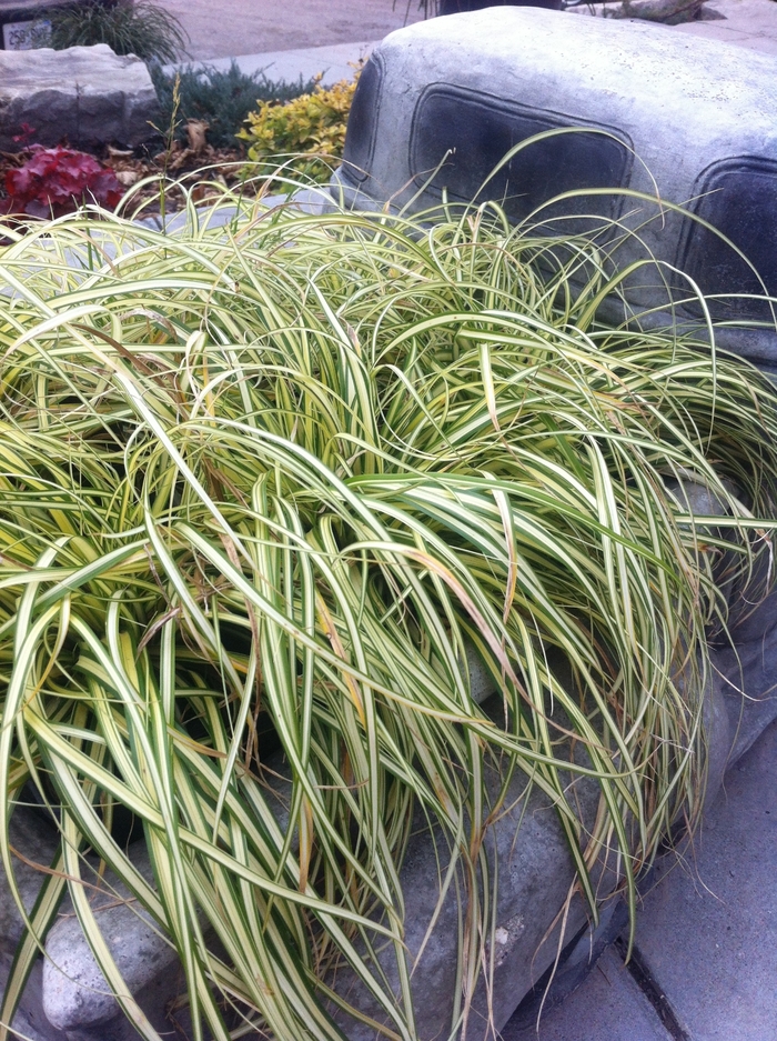 'Evergold' Sedge - Carex oshimensis from Wilson Farms Inc