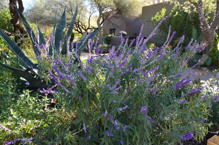 Mexican Sage - Salvia leucantha from Wilson Farms Inc