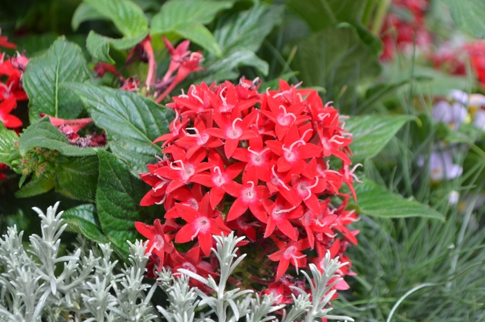 Graffiti&reg; 'Red Velvet' - Pentas lanceolata (Star Flower) from Wilson Farms Inc