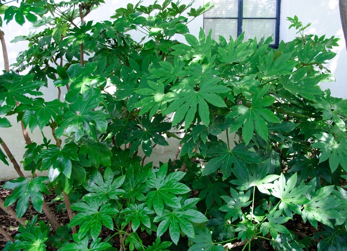 Japanese Aralia - Fatsia japonica from Wilson Farms Inc
