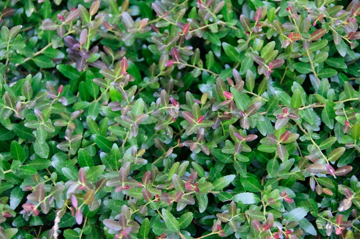 Dwarf Yaupon Holly - Ilex vomitoria from Wilson Farms Inc