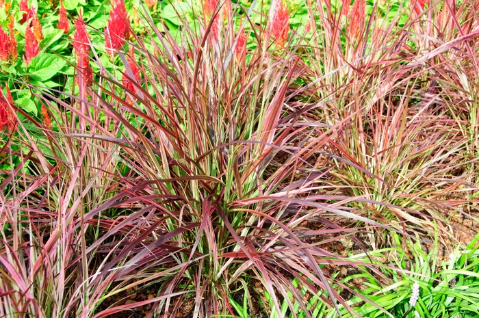 Graceful Grasses&reg; 'Fireworks' - Pennisetum setaceum (Variegated Red Fountain Grass) from Wilson Farms Inc