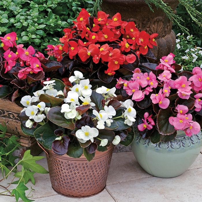 Begonia Bronze leaf - Begonia semperflorens from Wilson Farms Inc