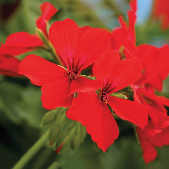 GERANIUMS - Pelargonium (Interspecific Geranium) from Wilson Farms Inc
