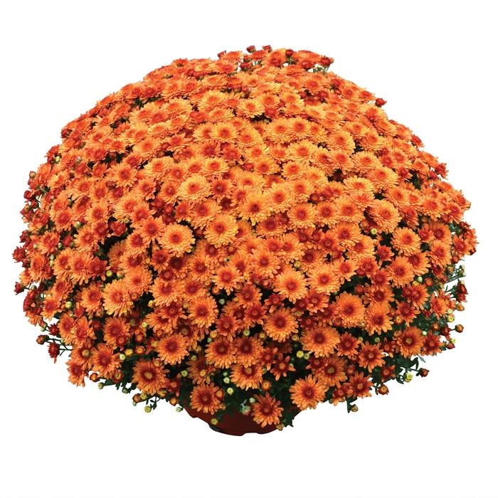 'Beverly&trade; Orange' Garden Mum - Chrysanthemum x morifolium from Wilson Farms Inc