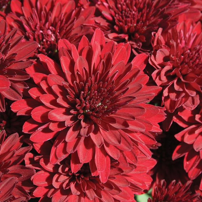 'Kathleen&trade; Dark Red' Garden Mum - Chrysanthemum x morifolium from Wilson Farms Inc