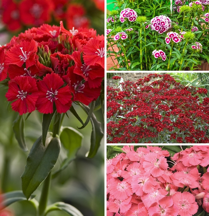 'Multiple Varieties' Sweet William - Dianthus barbatus from Wilson Farms Inc