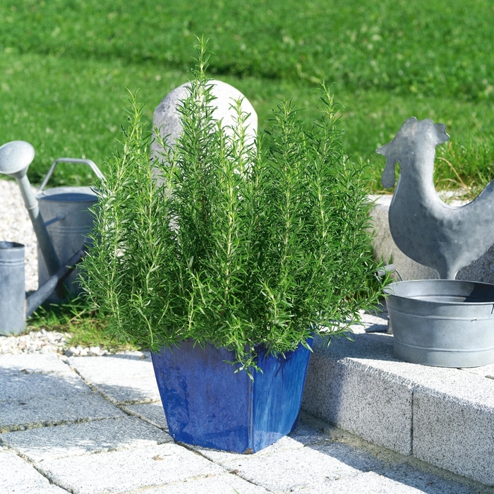 Common Rosemary - Rosmarinus officinalis from Wilson Farms Inc