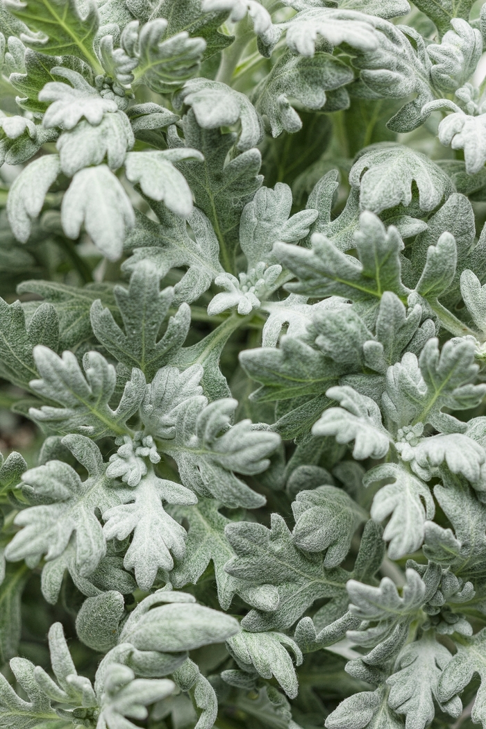 Wormwood - Artemisia stelleriana from Wilson Farms Inc