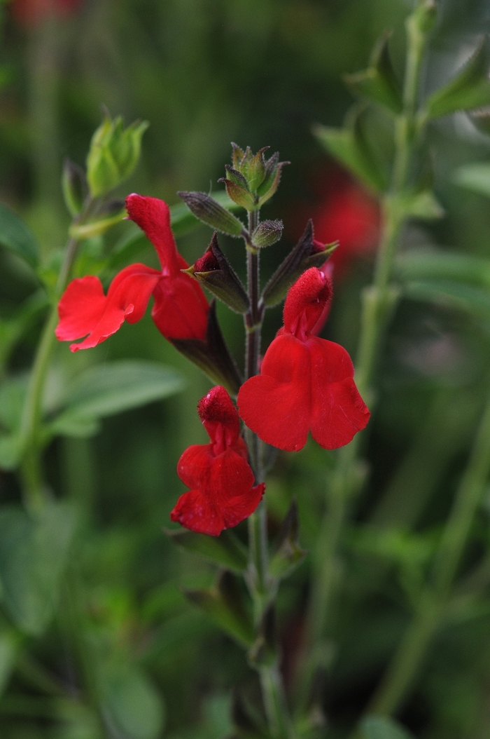 'Radio Red' Autumn Sage - Salvia greggii from Wilson Farms Inc