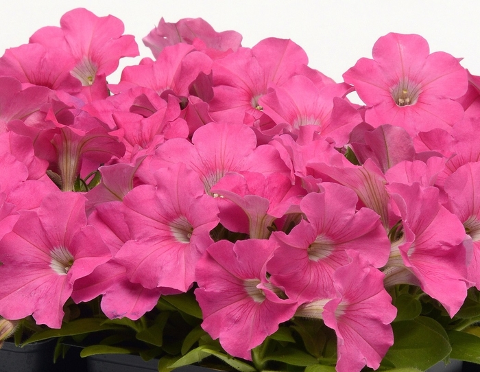 Petunia - Petunia hybrida 'Carpet Pink' from Wilson Farms Inc