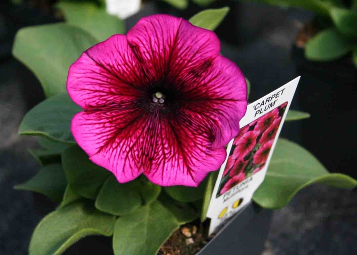 Petunia - Petunia hybrida 'Carpet Plum' from Wilson Farms Inc