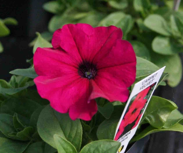Petunia - Petunia hybrida 'Carpet Velvet' from Wilson Farms Inc