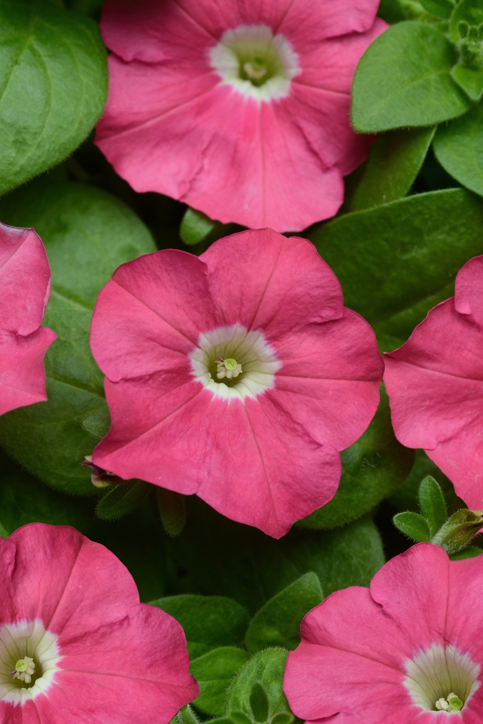 Petunia - Petunia 'Carpet Rose' from Wilson Farms Inc