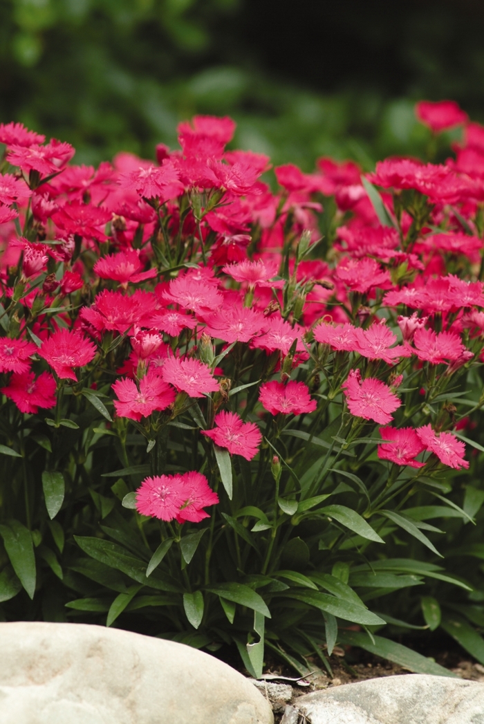 Pinks - Dianthus hybrid 'Ideal Select Rose' from Wilson Farms Inc