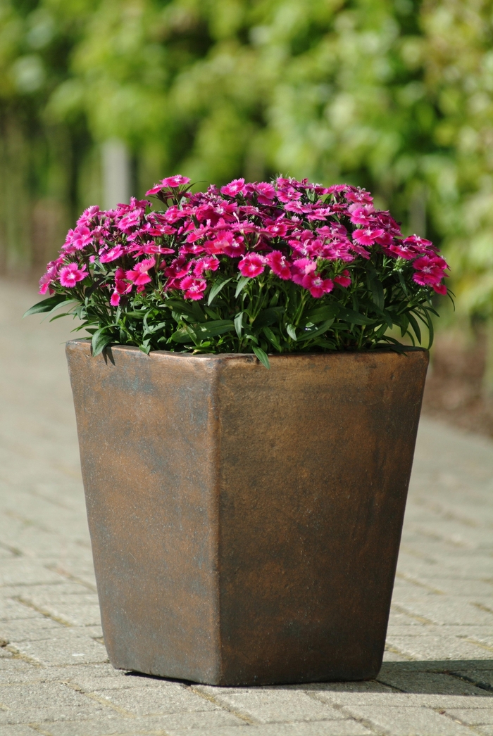 Pinks - Dianthus hybrid 'Ideal Select Violet' from Wilson Farms Inc