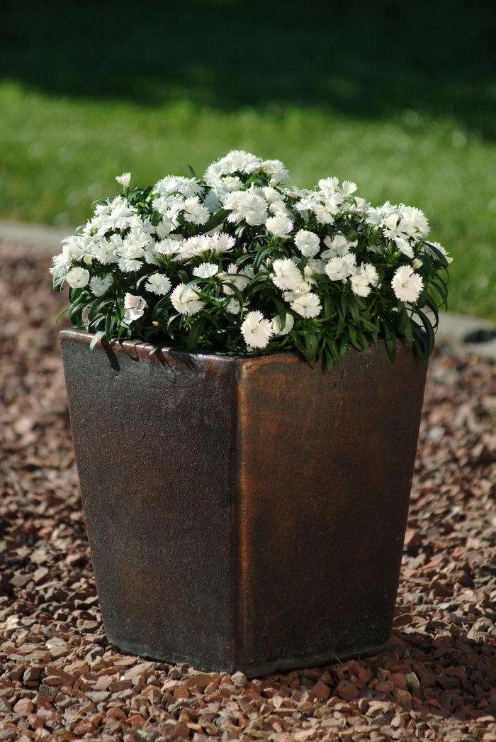 Pinks - Dianthus hybrid 'Ideal Select White' from Wilson Farms Inc