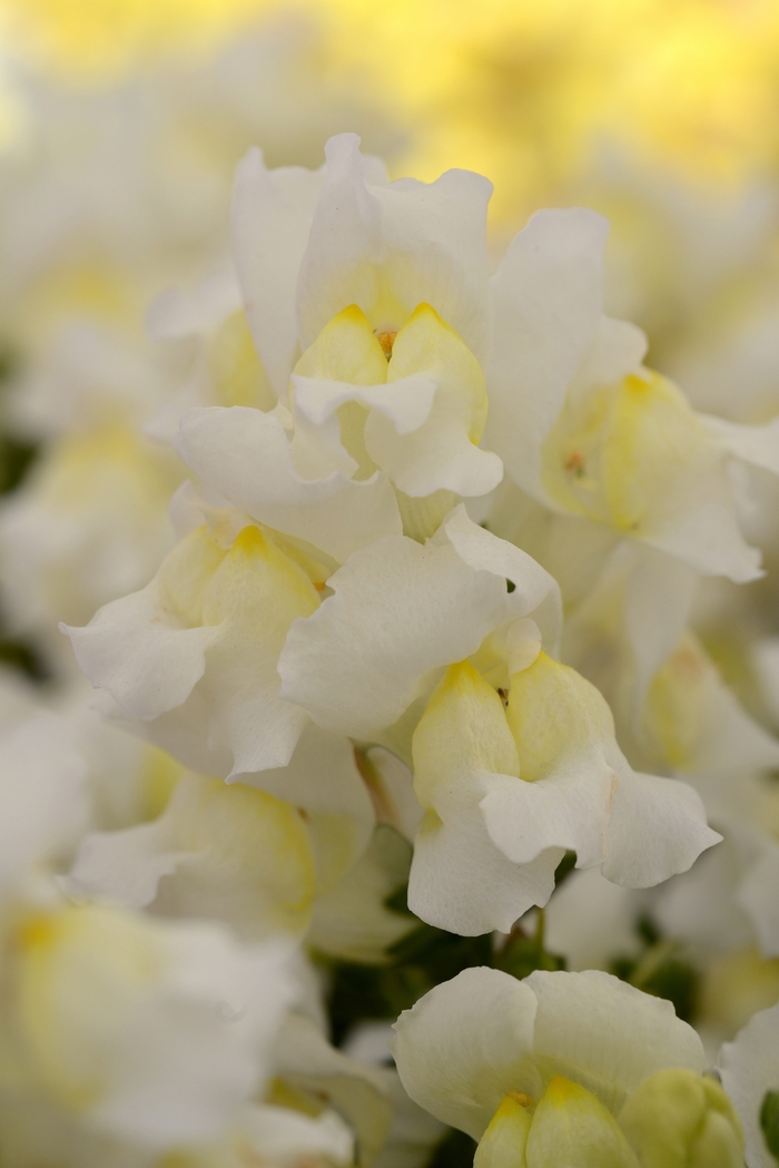 Snapdragon - Antirrhinum majus 'Snapshot White' from Wilson Farms Inc
