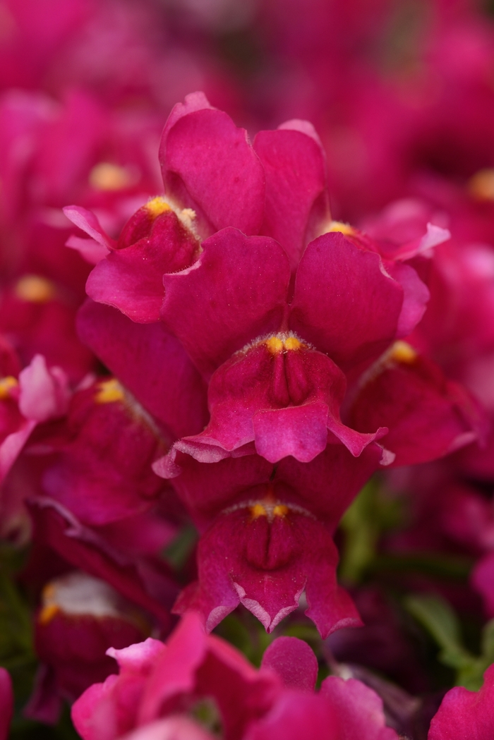 Snapdragon - Antirrhinum majus 'Snapshot Burgundy' from Wilson Farms Inc