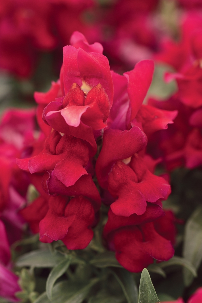 Snapshot&trade; Snapdragon - Antirrhinum majus 'Red' from Wilson Farms Inc