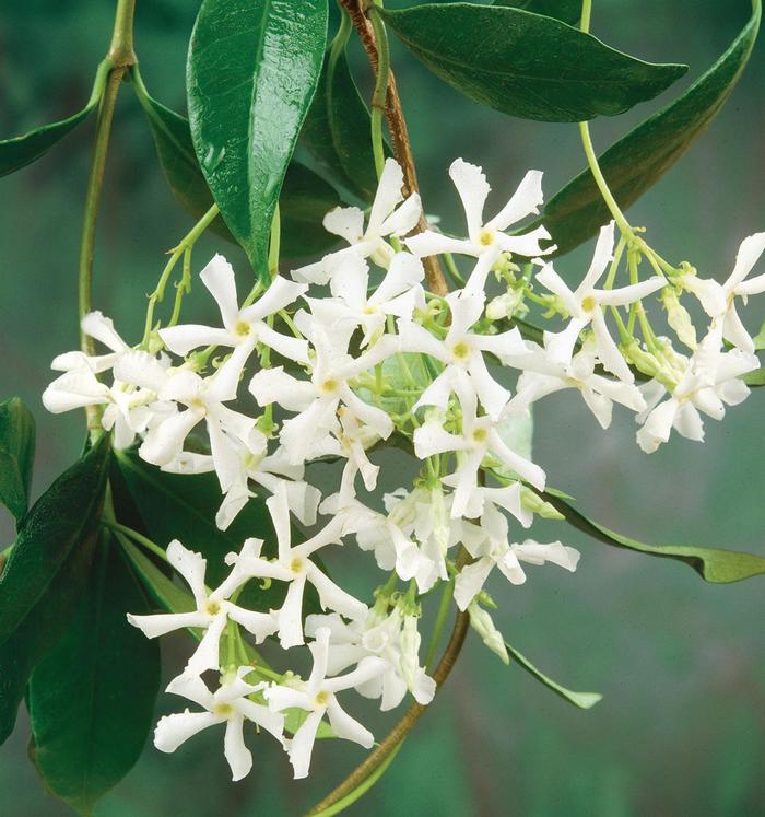 Asian Jasmine - Trachelospermum asiatcium from Wilson Farms Inc