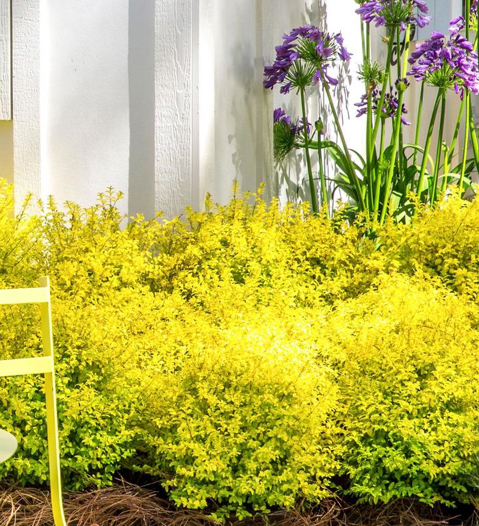 'Sunshine' Chinese Privet - Ligustrum sinense from Wilson Farms Inc