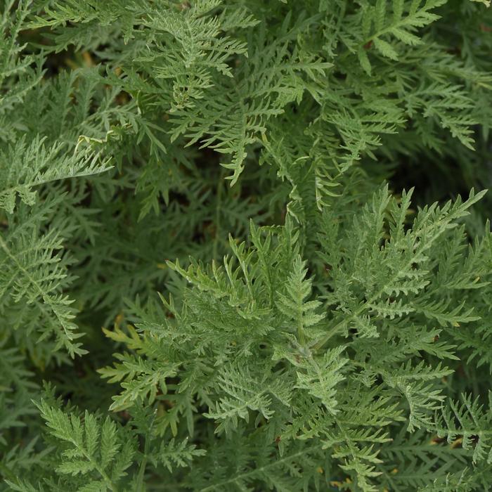 SunFern&trade; Arcadia - Artemisia gmelinii from Wilson Farms Inc