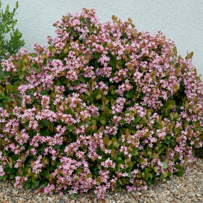 Indian Hawthorn - Rhaphiolepis indica 'Pink' from Wilson Farms Inc