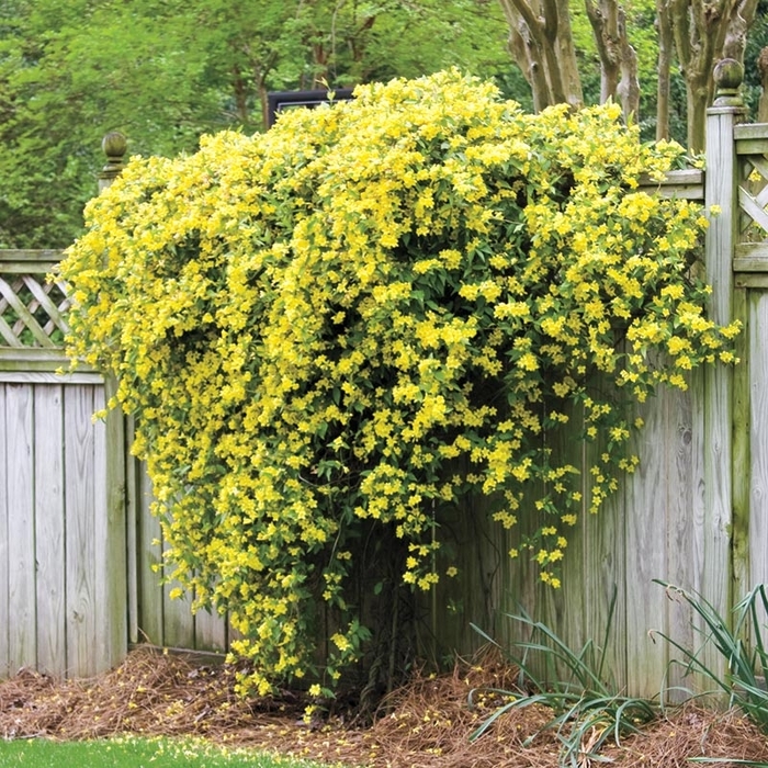 Carolina Jasmine - Gelsemium sempervirens from Wilson Farms Inc