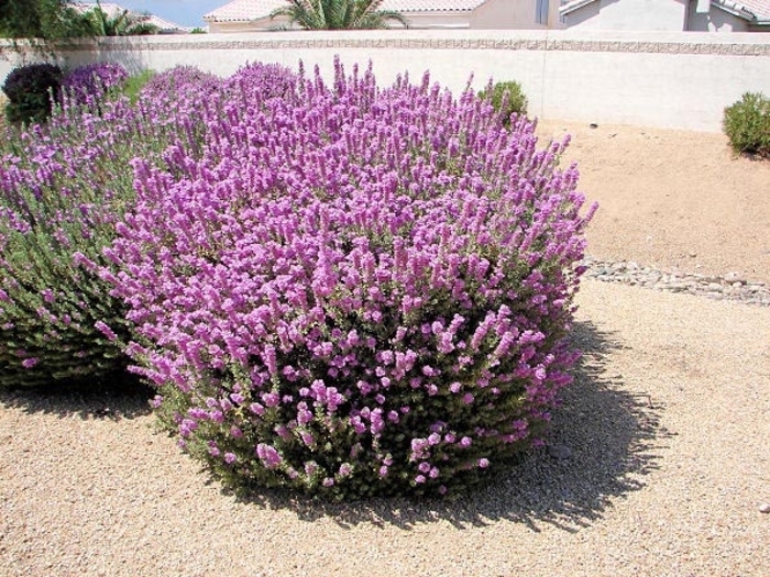 Texas Sage - Leucophyllum frutescens from Wilson Farms Inc